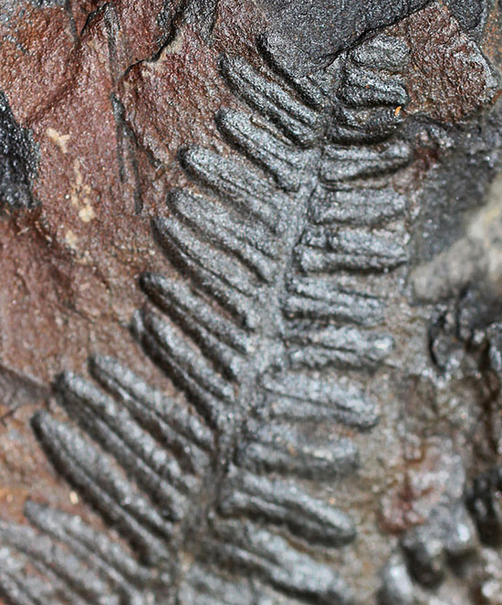 クッキリ、かつ立体的！古生代石炭紀のシダ植物の化石（その2）
