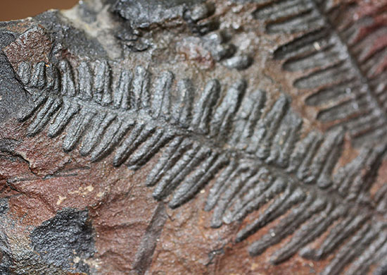 クッキリ、かつ立体的！古生代石炭紀のシダ植物の化石（その5）
