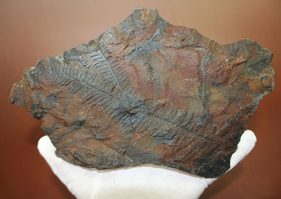クッキリ、かつ立体的！古生代石炭紀のシダ植物の化石（その6）