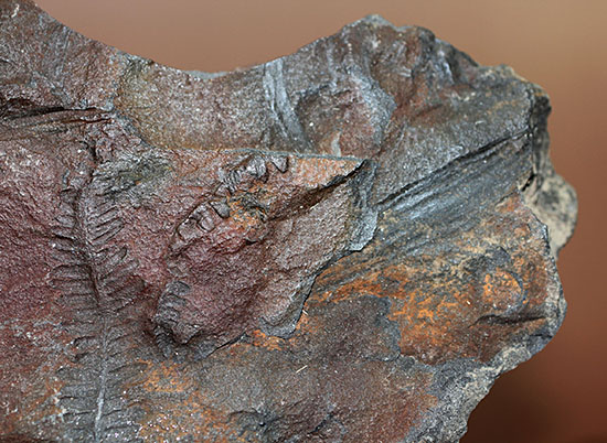 クッキリ、かつ立体的！古生代石炭紀のシダ植物の化石（その8）