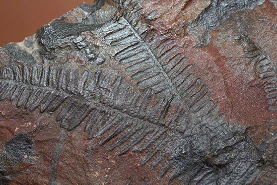 クッキリ、かつ立体的！古生代石炭紀のシダ植物の化石（その9）