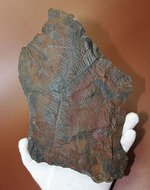 クッキリ、かつ立体的！古生代石炭紀のシダ植物の化石