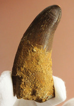 始新世の北アフリカは危険！ド迫力！巨大ワニ（クロコダイル）、マロッコサクス・ゼンナロイ(Maroccosuchus zennaroi)の巨大歯化石