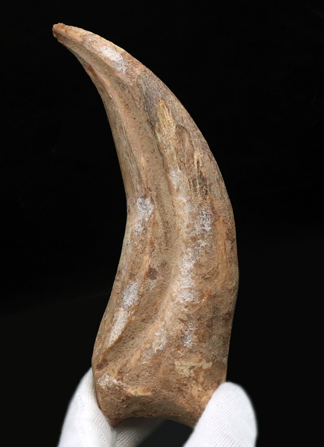 連結すると25センチ!恐るべきサイズ、肉食恐竜スピノサウルス(Spinosaurus)のハンドクロウ(プラス接骨2つ付き)(その1)