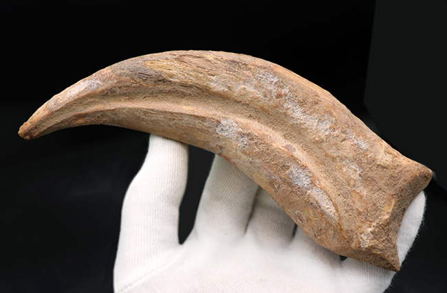連結すると25センチ!恐るべきサイズ、肉食恐竜スピノサウルス(Spinosaurus)のハンドクロウ(プラス接骨2つ付き)(その10)
