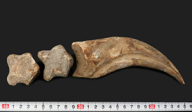 連結すると25センチ!恐るべきサイズ、肉食恐竜スピノサウルス(Spinosaurus)のハンドクロウ(プラス接骨2つ付き)(その12)