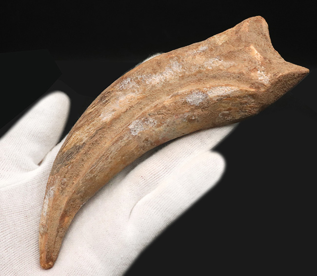 連結すると25センチ!恐るべきサイズ、肉食恐竜スピノサウルス(Spinosaurus)のハンドクロウ(プラス接骨2つ付き)(その2)