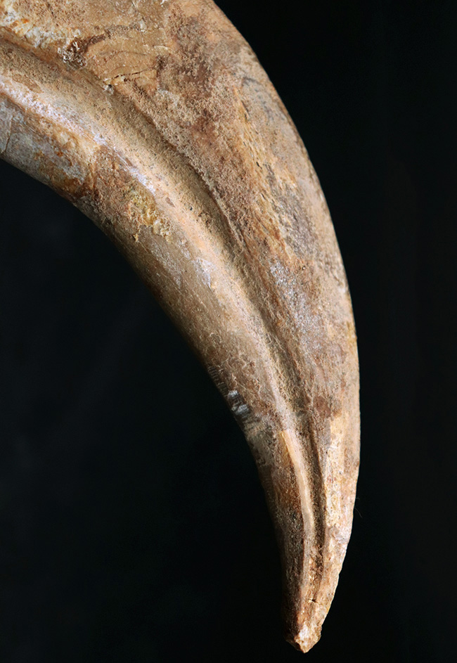 連結すると25センチ!恐るべきサイズ、肉食恐竜スピノサウルス(Spinosaurus)のハンドクロウ(プラス接骨2つ付き)(その3)