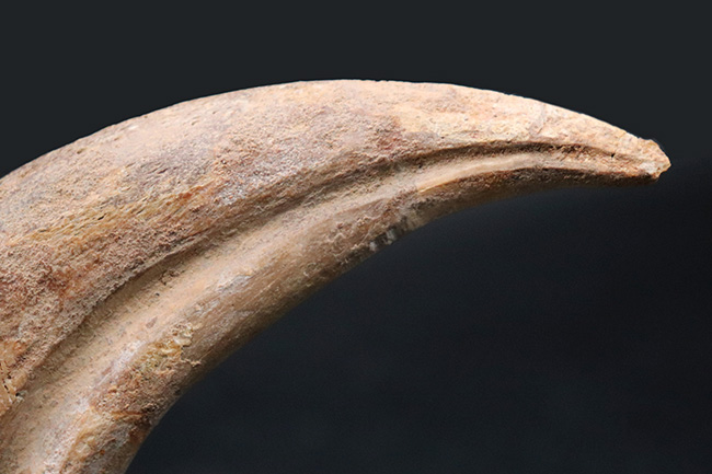 連結すると25センチ!恐るべきサイズ、肉食恐竜スピノサウルス(Spinosaurus)のハンドクロウ(プラス接骨2つ付き)(その5)