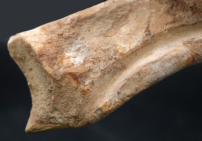 連結すると25センチ!恐るべきサイズ、肉食恐竜スピノサウルス(Spinosaurus)のハンドクロウ(プラス接骨2つ付き)(その7)