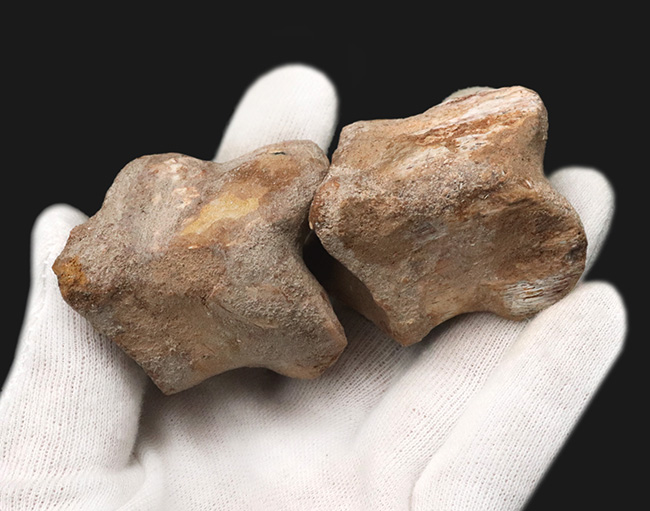 連結すると25センチ!恐るべきサイズ、肉食恐竜スピノサウルス(Spinosaurus)のハンドクロウ(プラス接骨2つ付き)(その8)