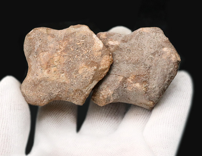 連結すると25センチ!恐るべきサイズ、肉食恐竜スピノサウルス(Spinosaurus)のハンドクロウ(プラス接骨2つ付き)(その9)
