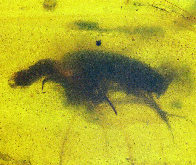 ミャンマーの北部渓谷で採掘される約1億年前の琥珀、虫入りの