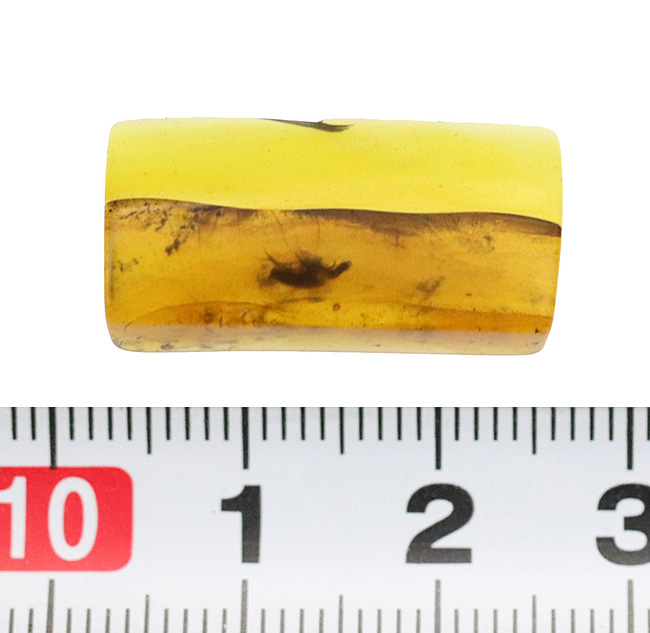 ミャンマーの北部渓谷で採掘される約1億年前の琥珀、虫入りの