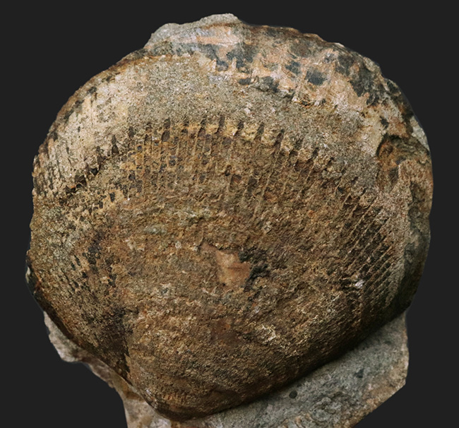 国産マニアックシリーズ！およそ３０００万年前の地層より発見された北九州藍島産の二枚貝、グリキメリスの化石（その2）
