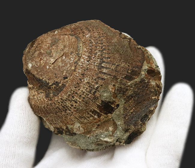 国産マニアックシリーズ！およそ３０００万年前の地層より発見された北九州藍島産の二枚貝、グリキメリスの化石（その3）