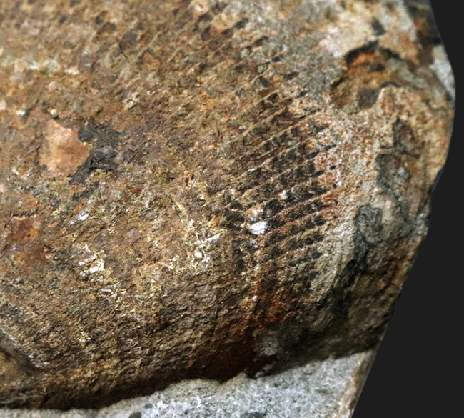 国産マニアックシリーズ！およそ３０００万年前の地層より発見された北九州藍島産の二枚貝、グリキメリスの化石（その5）