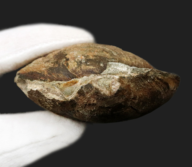 国産マニアックシリーズ！およそ３０００万年前の地層より発見された北九州藍島産の二枚貝、グリキメリスの化石（その6）