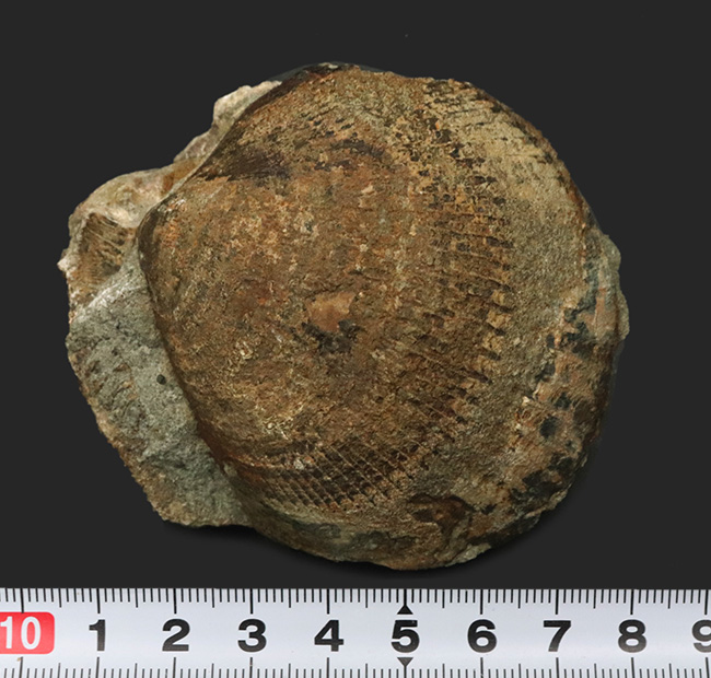 国産マニアックシリーズ！およそ３０００万年前の地層より発見された北九州藍島産の二枚貝、グリキメリスの化石（その7）