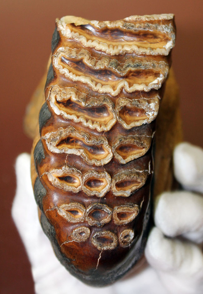 歯根、歯冠ともによく保存された上質のケナガマンモス（Mammuthus primigenius）の臼歯の化石（その1）