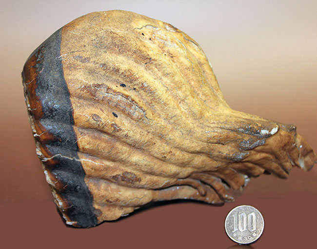 歯根、歯冠ともによく保存された上質のケナガマンモス（Mammuthus primigenius）の臼歯の化石（その10）