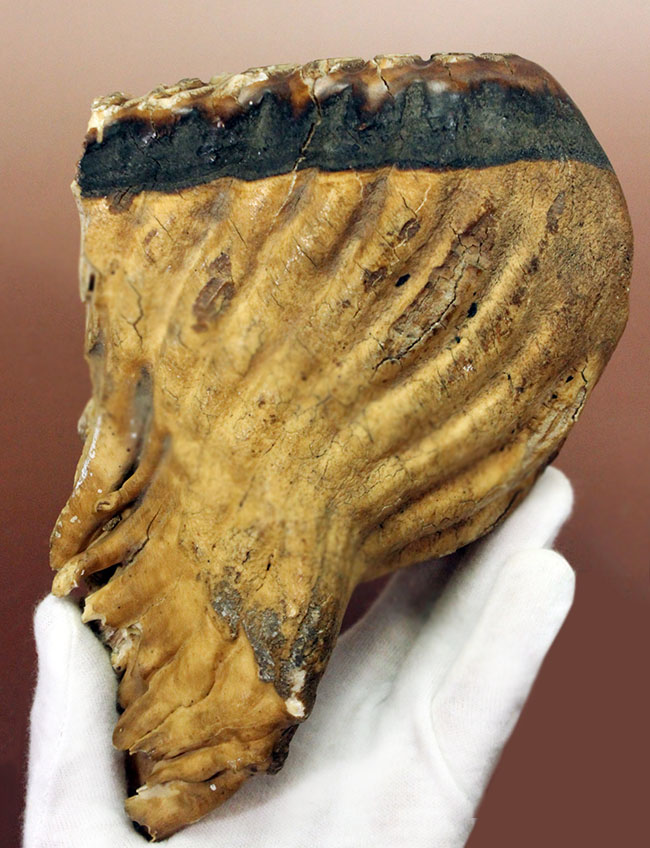 歯根、歯冠ともによく保存された上質のケナガマンモス（Mammuthus primigenius）の臼歯の化石（その2）