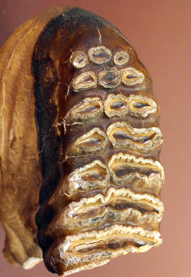 歯根、歯冠ともによく保存された上質のケナガマンモス（Mammuthus primigenius）の臼歯の化石（その3）