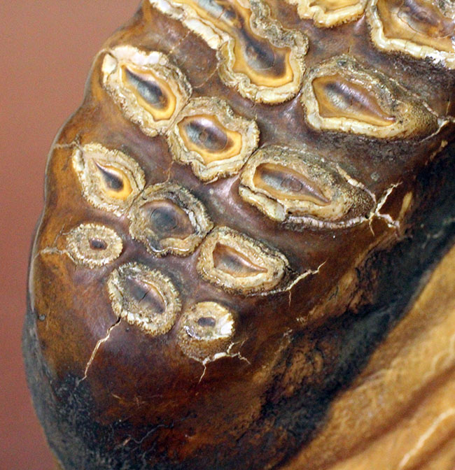 歯根、歯冠ともによく保存された上質のケナガマンモス（Mammuthus primigenius）の臼歯の化石（その5）