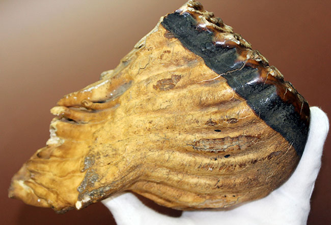 歯根、歯冠ともによく保存された上質のケナガマンモス（Mammuthus primigenius）の臼歯の化石（その6）