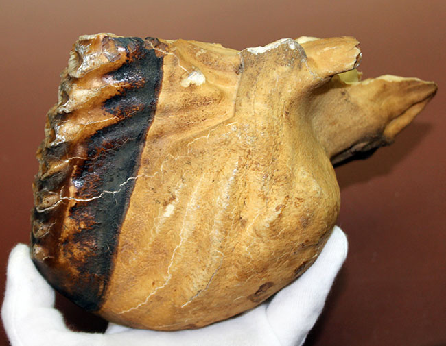 歯根、歯冠ともによく保存された上質のケナガマンモス（Mammuthus primigenius）の臼歯の化石（その7）