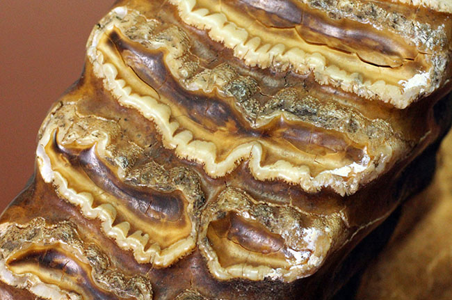 歯根、歯冠ともによく保存された上質のケナガマンモス（Mammuthus