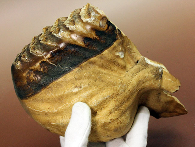 歯根、歯冠ともによく保存された上質のケナガマンモス（Mammuthus primigenius）の臼歯の化石（その9）