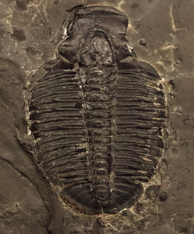 最も最初期の三葉虫でもあり、最も名の知られた三葉虫でもあるエルラシア・キンギ（Elrathia Kingi）の母岩付き化石（その1）