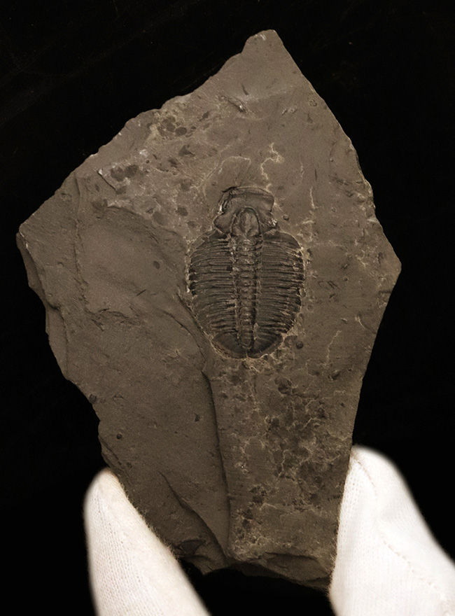 最も最初期の三葉虫でもあり、最も名の知られた三葉虫でもあるエルラシア・キンギ（Elrathia Kingi）の母岩付き化石（その2）