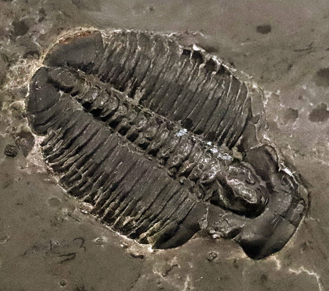 最も最初期の三葉虫でもあり、最も名の知られた三葉虫でもあるエルラシア・キンギ（Elrathia Kingi）の母岩付き化石（その4）