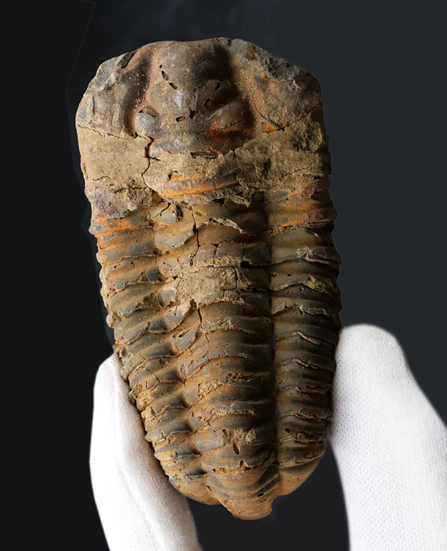 モロッコ産の大型三葉虫、ディアカリメネ・ウーズレグイ(Diacalymene)(その1)
