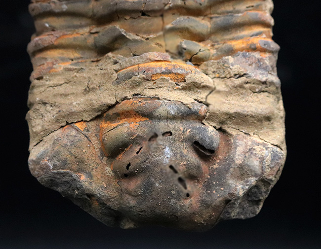 モロッコ産の大型三葉虫、ディアカリメネ・ウーズレグイ(Diacalymene)(その2)