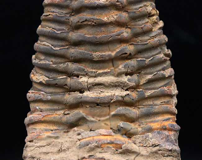 モロッコ産の大型三葉虫、ディアカリメネ・ウーズレグイ(Diacalymene)(その3)