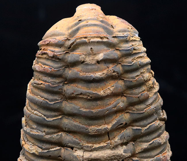 モロッコ産の大型三葉虫、ディアカリメネ・ウーズレグイ(Diacalymene)(その4)