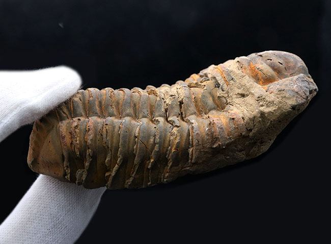 モロッコ産の大型三葉虫、ディアカリメネ・ウーズレグイ(Diacalymene)(その5)