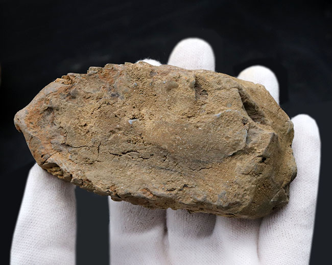 モロッコ産の大型三葉虫、ディアカリメネ・ウーズレグイ(Diacalymene)(その6)