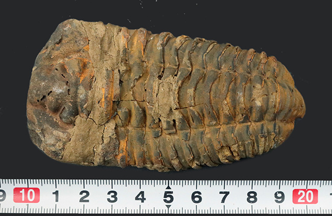 モロッコ産の大型三葉虫、ディアカリメネ・ウーズレグイ(Diacalymene)(その7)