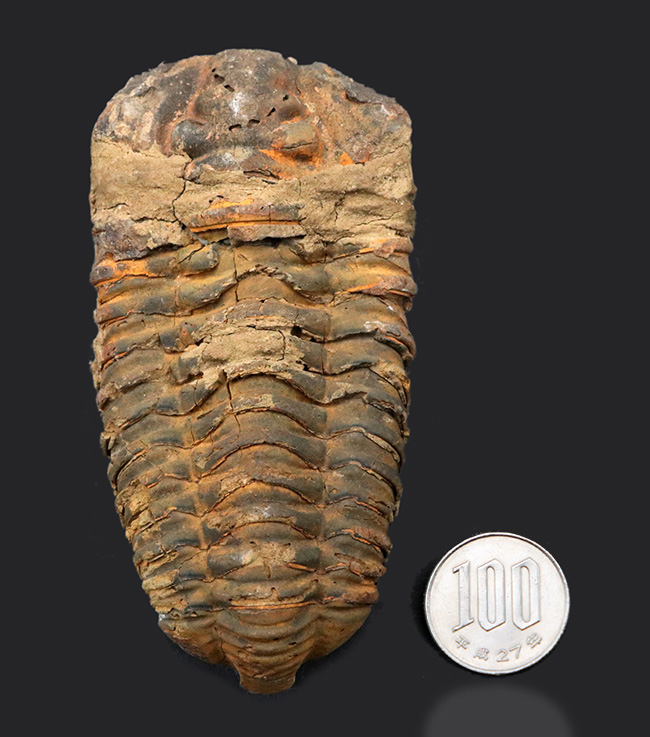 モロッコ産の大型三葉虫、ディアカリメネ・ウーズレグイ(Diacalymene)(その8)