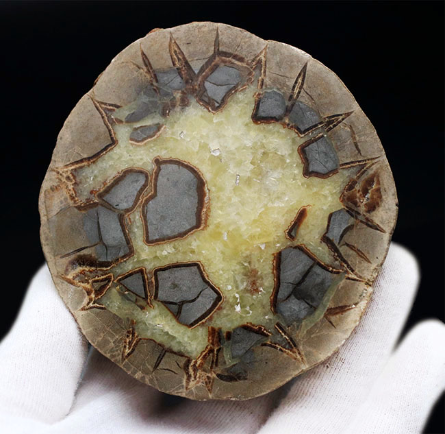 その生成過程が興味深い!ドラゴンストーンこと、イエローセプタリアン(Yellow septarian)のカット&ポリッシュ標本(その1)