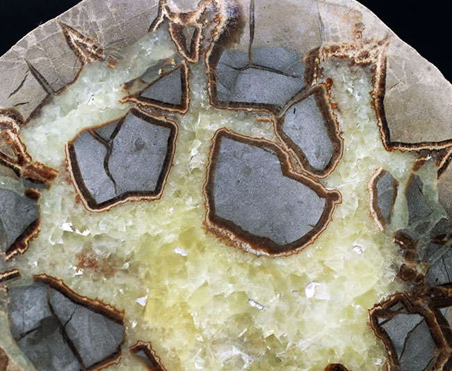 その生成過程が興味深い！ドラゴンストーンこと、イエローセプタリアン（Yellow septarian）のカット＆ポリッシュ標本（その3）