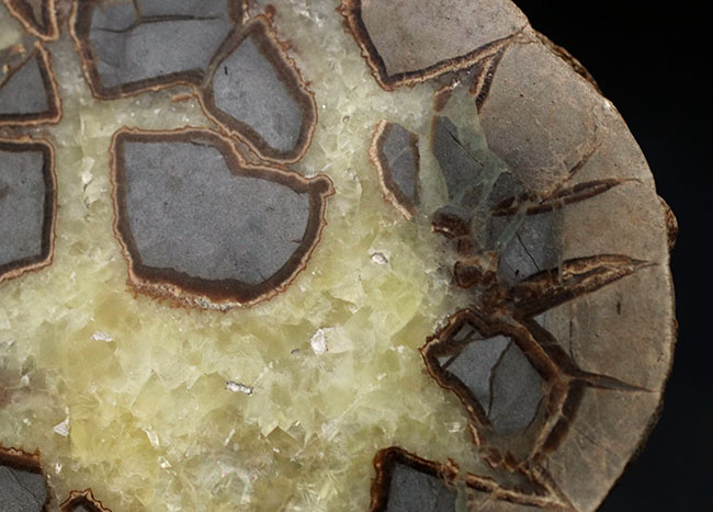 その生成過程が興味深い!ドラゴンストーンこと、イエローセプタリアン(Yellow septarian)のカット&ポリッシュ標本(その4)