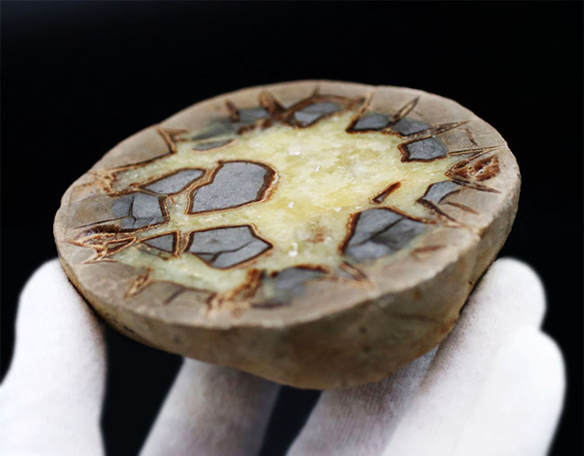 その生成過程が興味深い!ドラゴンストーンこと、イエローセプタリアン(Yellow septarian)のカット&ポリッシュ標本(その5)