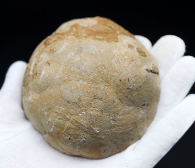 その生成過程が興味深い!ドラゴンストーンこと、イエローセプタリアン(Yellow septarian)のカット&ポリッシュ標本(その6)