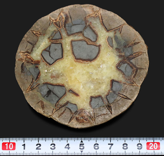 その生成過程が興味深い!ドラゴンストーンこと、イエローセプタリアン(Yellow septarian)のカット&ポリッシュ標本(その7)