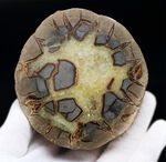 その生成過程が興味深い！ドラゴンストーンこと、イエローセプタリアン（Yellow septarian）のカット＆ポリッシュ標本